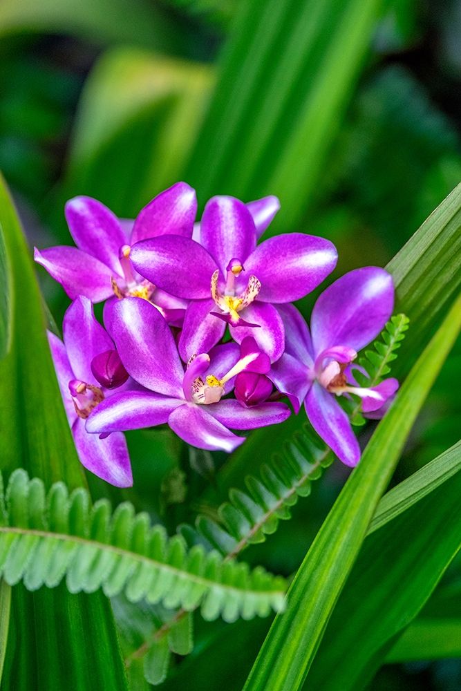 Purple orchid